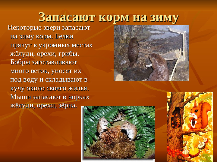ПРЕЗЕНТАЦИЯ по ознакомлению с окружающим миром "Как животные готовятся к зиме"