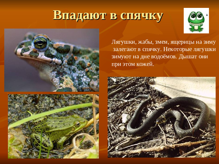 ПРЕЗЕНТАЦИЯ по ознакомлению с окружающим миром "Как животные готовятся к зиме"
