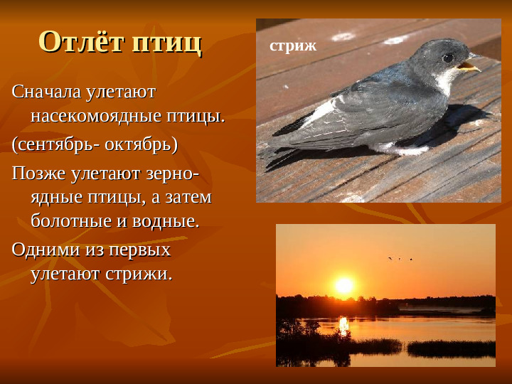 ПРЕЗЕНТАЦИЯ по ознакомлению с окружающим миром "Как животные готовятся к зиме"