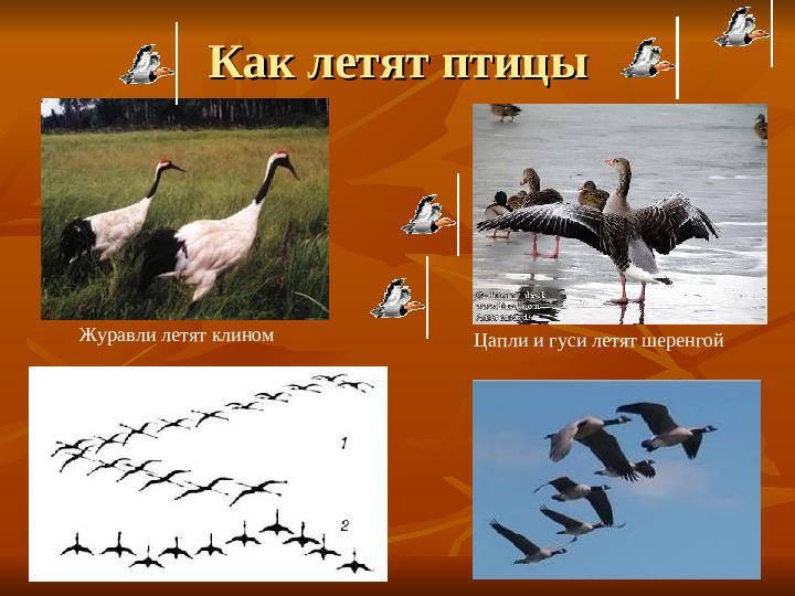 ПРЕЗЕНТАЦИЯ по ознакомлению с окружающим миром "Как животные готовятся к зиме"