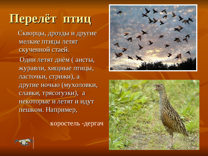 ПРЕЗЕНТАЦИЯ по ознакомлению с окружающим миром "Как животные готовятся к зиме"