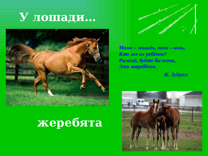 Презентация на тему "Домашние животные и их детеныши"