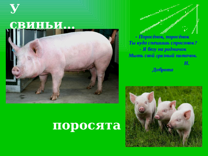 Презентация на тему "Домашние животные и их детеныши"
