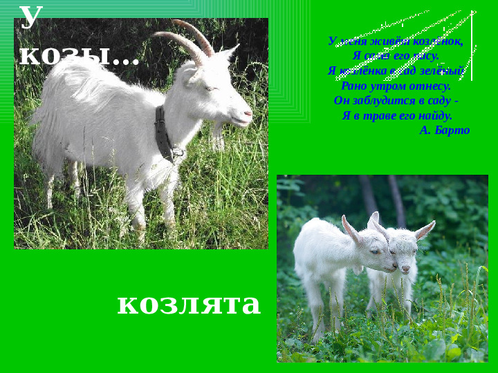 Презентация на тему "Домашние животные и их детеныши"