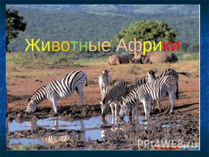 Презентация на тему "Образ жизни животных разных континентов"