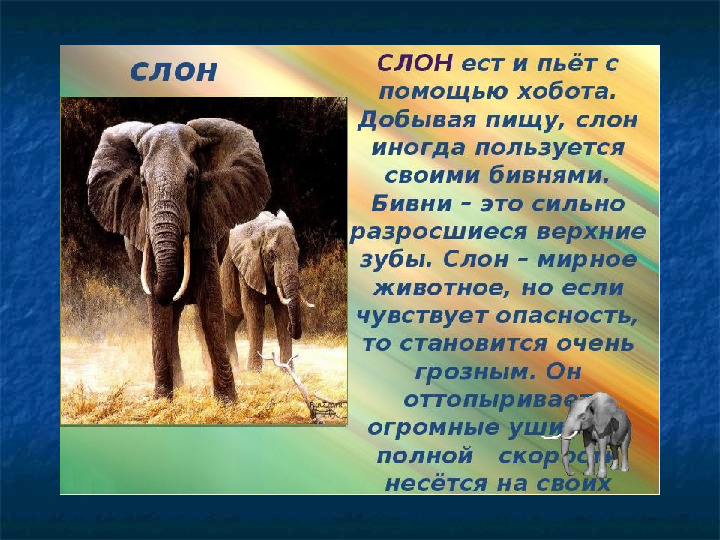 Презентация на тему "Образ жизни животных разных континентов"