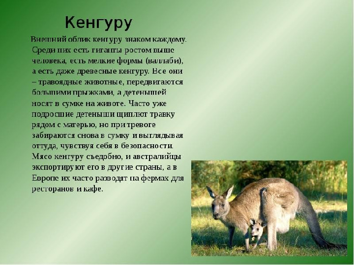 Презентация на тему "Образ жизни животных разных континентов"