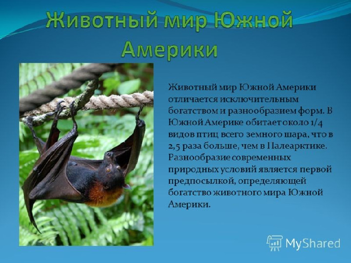 Презентация на тему "Образ жизни животных разных континентов"