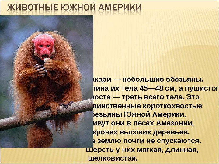 Презентация на тему "Образ жизни животных разных континентов"