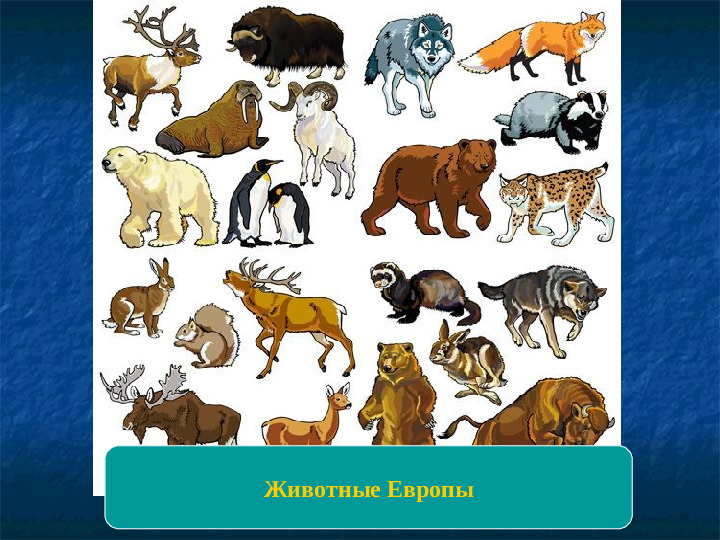 Северная евразия животный мир. Материк Евразия животные Евразии. Животные Евразии 4 класс окружающий мир. Животные Европы. Животные Европы для детей.