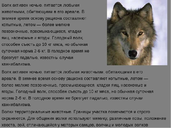 Презентация на тему "Образ жизни животных разных континентов"
