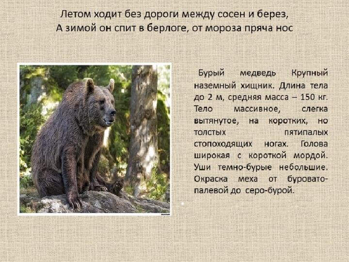 Презентация на тему "Образ жизни животных разных континентов"