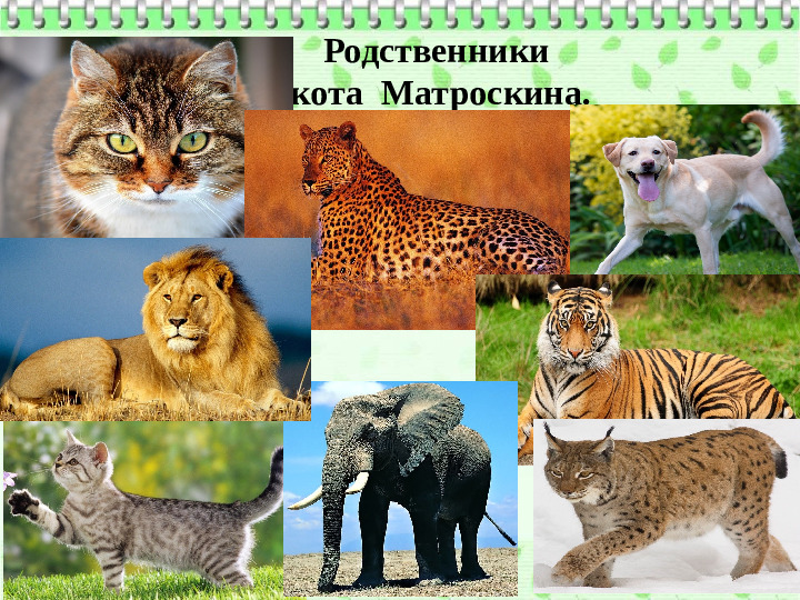 Презентация Кот Матроскин и компания.