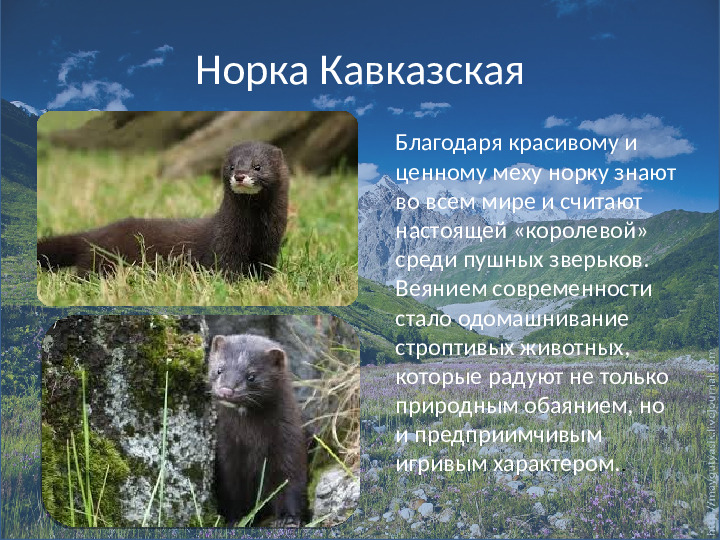 Внеклассное мероприятие по экологическому воспитанию детей седней группы