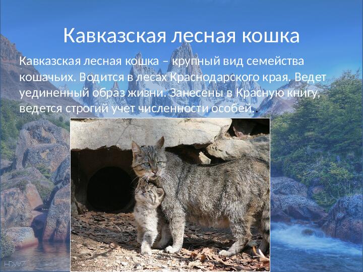 Кавказская лесная кошка фото и описание