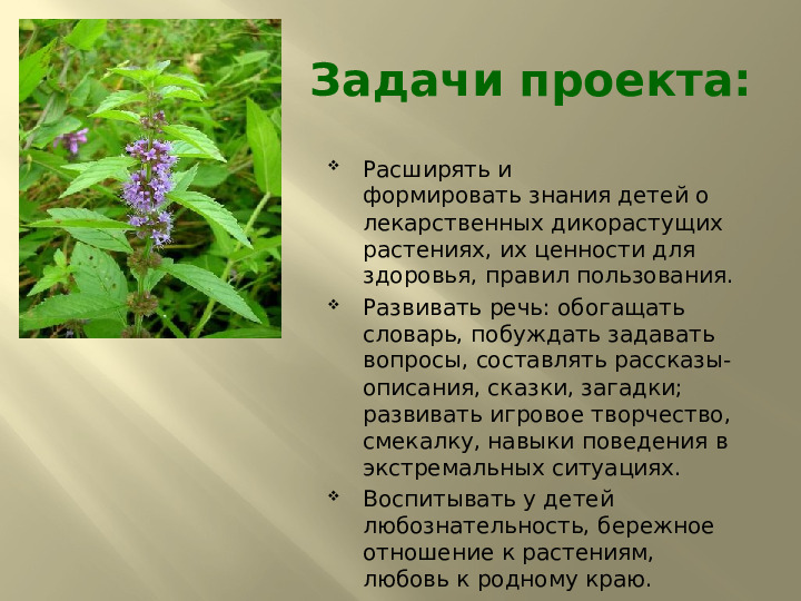 Презентация по экологии на тему "Лекарственные растения" (подготовительная группа)
