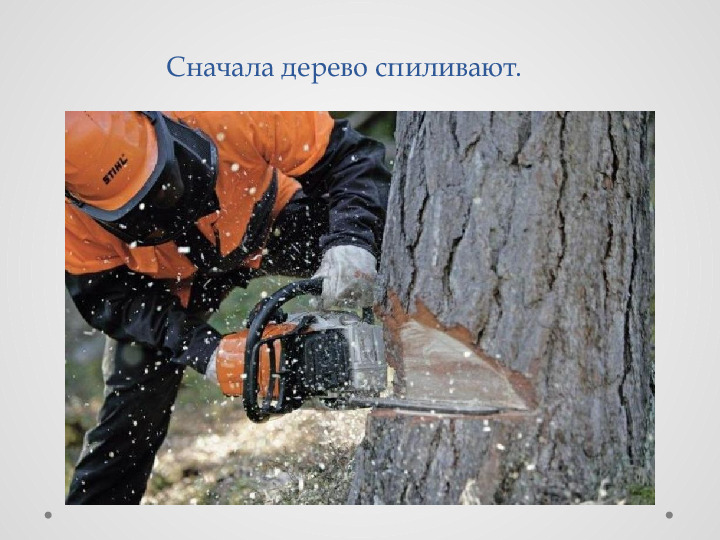 Проект для детей "Удивительные свойства дерева"