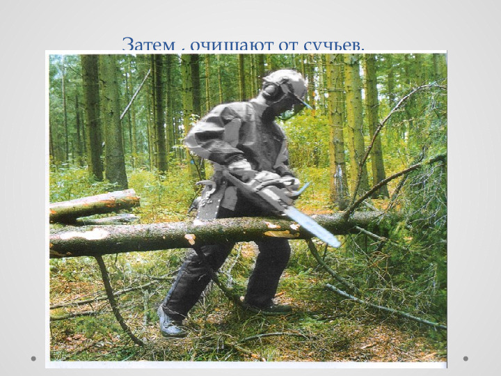 Проект для детей "Удивительные свойства дерева"