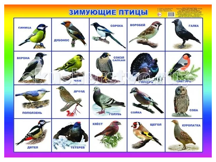 КАКОЙ БЫВАЕТ ПРИРОДА ЗИМОЙ