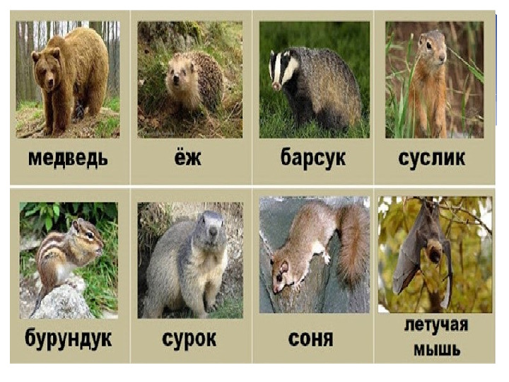 КАКОЙ БЫВАЕТ ПРИРОДА ЗИМОЙ