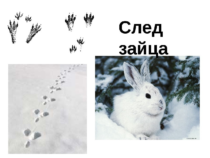 " Путешествие в зимний лес "