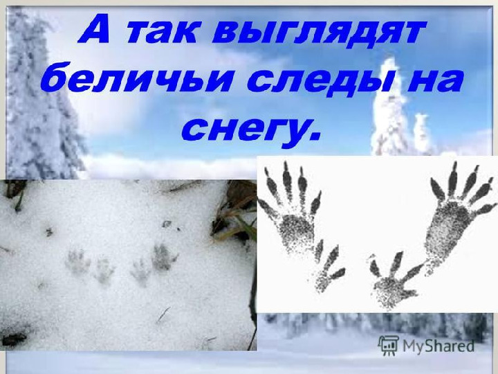 " Путешествие в зимний лес "