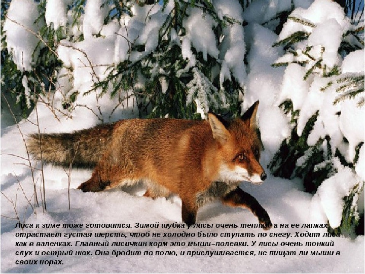 " Путешествие в зимний лес "