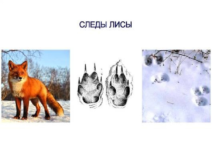 " Путешествие в зимний лес "