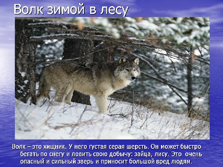 " Путешествие в зимний лес "