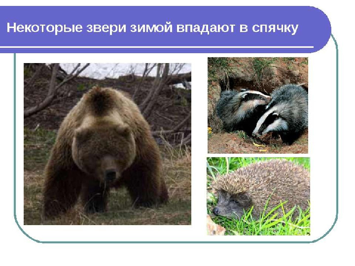 " Путешествие в зимний лес "