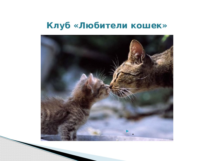 Презентация по краткосрочному проекту "Кошки в нашей жизни"