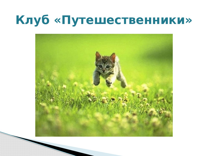 Презентация по краткосрочному проекту "Кошки в нашей жизни"