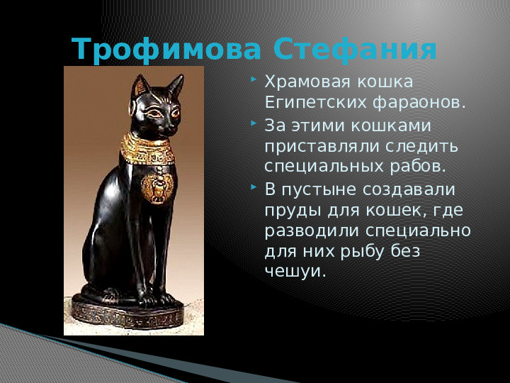 Презентация по краткосрочному проекту "Кошки в нашей жизни"