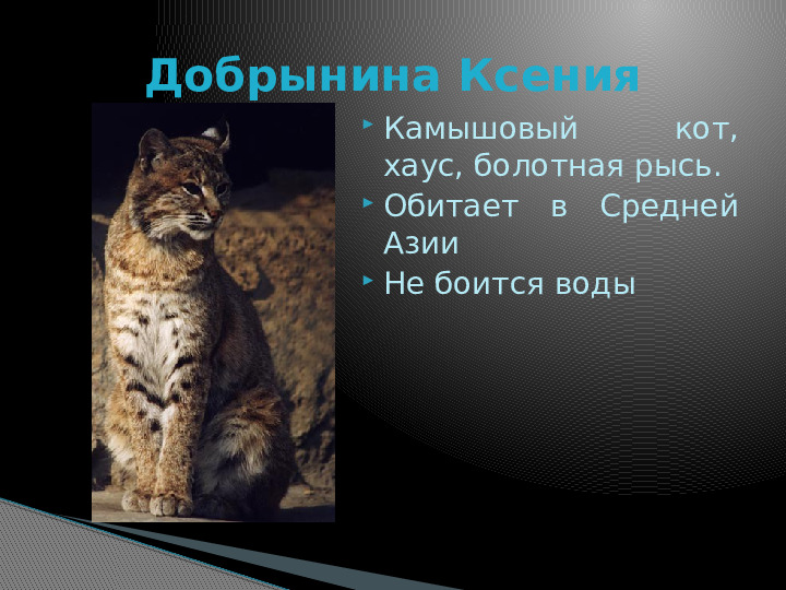 Презентация по краткосрочному проекту "Кошки в нашей жизни"