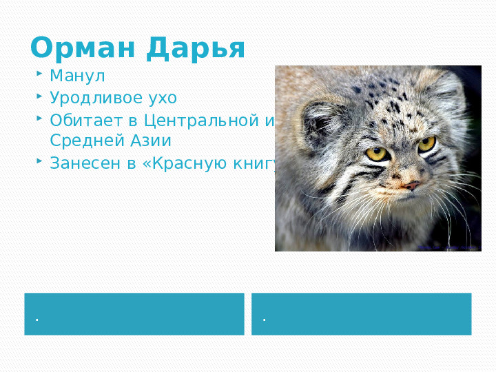 Презентация по краткосрочному проекту "Кошки в нашей жизни"