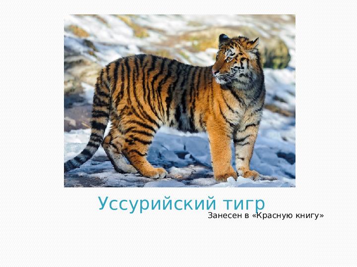 Презентация по краткосрочному проекту "Кошки в нашей жизни"