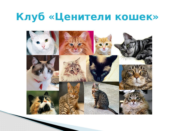 Презентация по краткосрочному проекту "Кошки в нашей жизни"