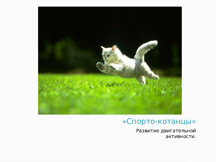 Презентация по краткосрочному проекту "Кошки в нашей жизни"