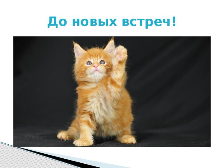 Презентация по краткосрочному проекту "Кошки в нашей жизни"