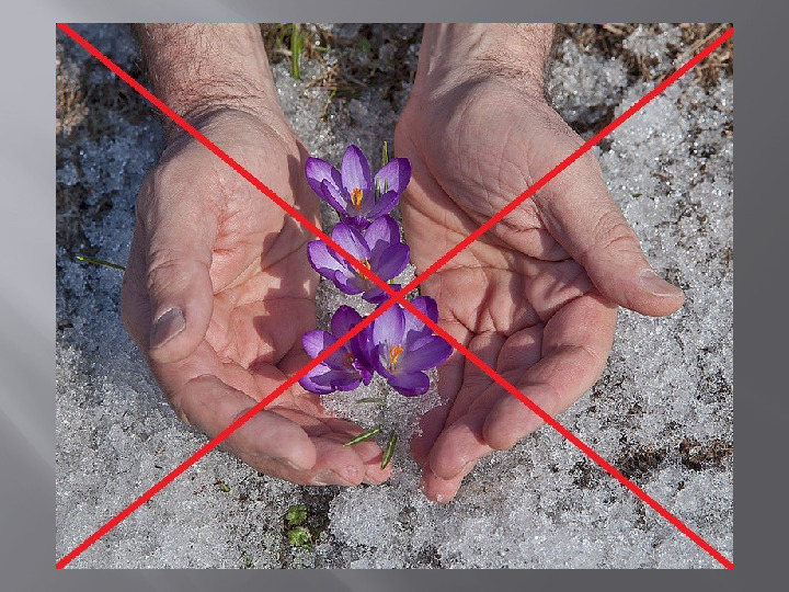 Презентация к конспекту "В гости к первоцветам"