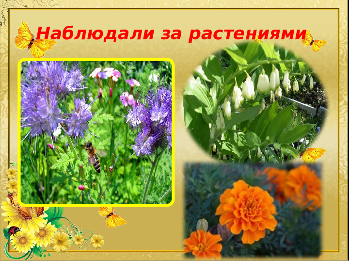 Презентация по теме "Прогулки в детсаду"