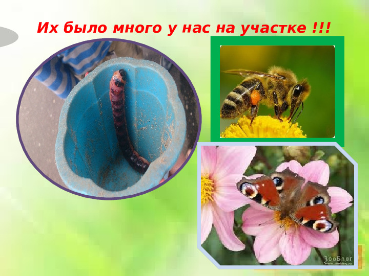 Презентация по теме "Прогулки в детсаду"