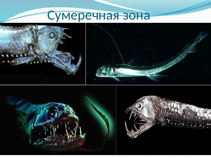 Презентация "Подводный мир морей и океанов"