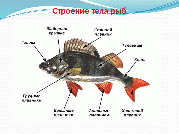 Презентация - приложение к экологическому проекту "Вода - это жизнь" (для старшей группы)