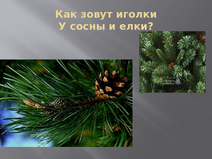 Презентация "Загадки Деда Мороза" для детей дошкольного возраста