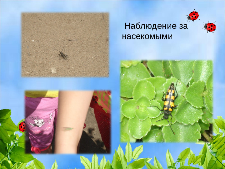 Презентация проекта "Как научить любить природу"