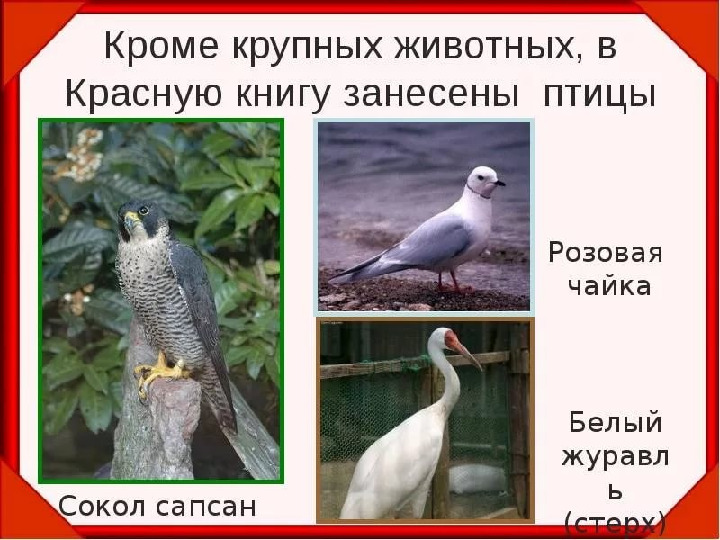 Красная книга -Экология души