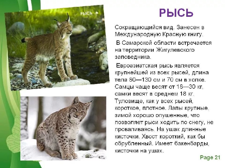Красная книга -Экология души