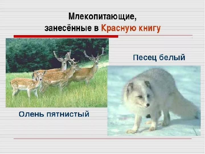 Красная книга -Экология души