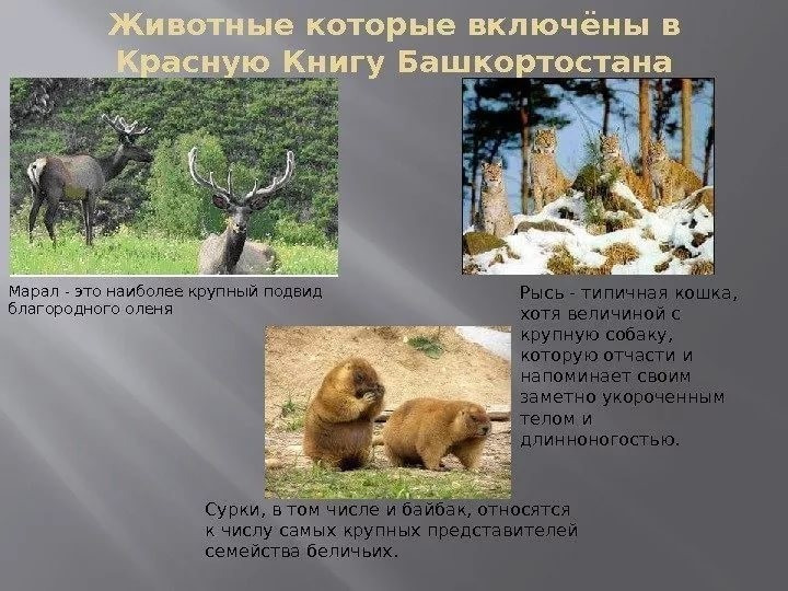 Красная книга -Экология души